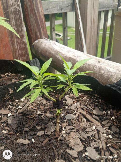 Runtz Biscotti Gelato. Week 9 - blemoiscotti Gelato 