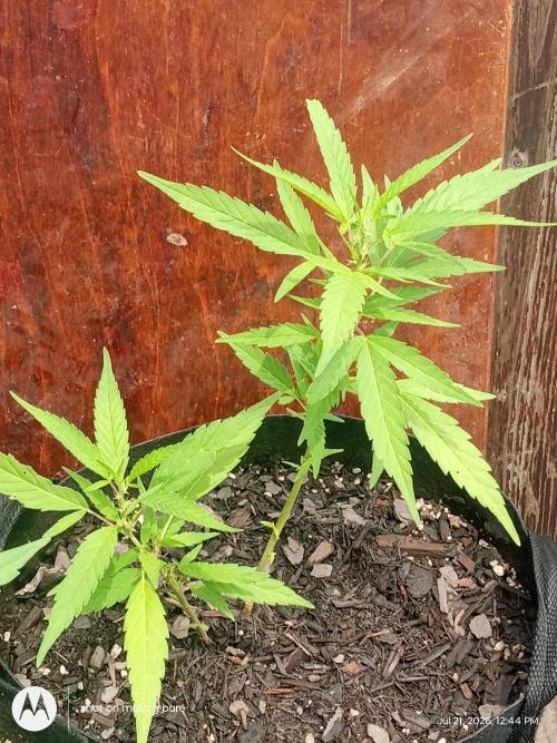 Runtz Biscotti Gelato. Week 9 - lemon Cherry Runtz 