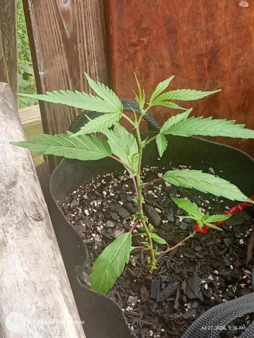 Runtz Biscotti Gelato. Week 10 - lemon Cherry Runtz 