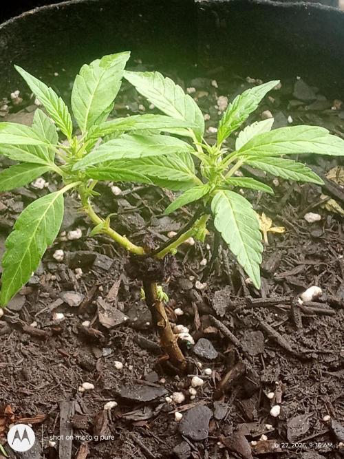 Runtz Biscotti Gelato. Week 10 - biscotti Gelato 