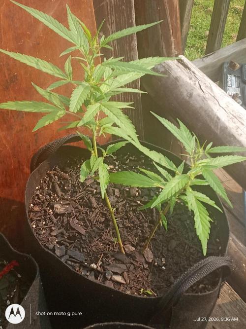 Runtz Biscotti Gelato. Week 10 - lemon Cherry Runtz 