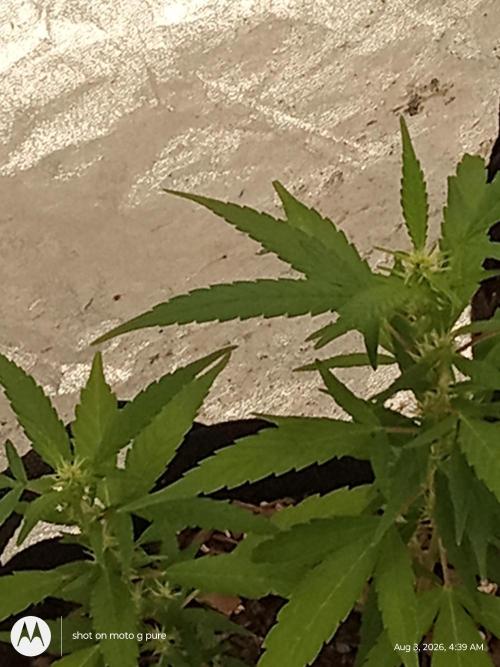 Runtz Biscotti Gelato. Week 11