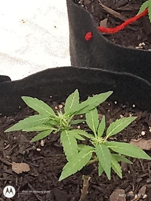 Runtz Biscotti Gelato. Week 11