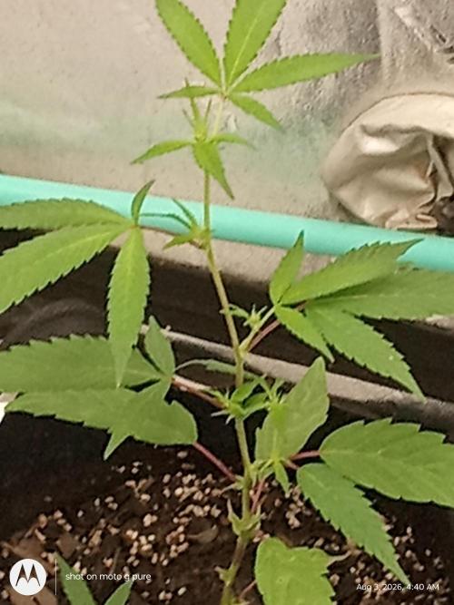 Runtz Biscotti Gelato. Week 11