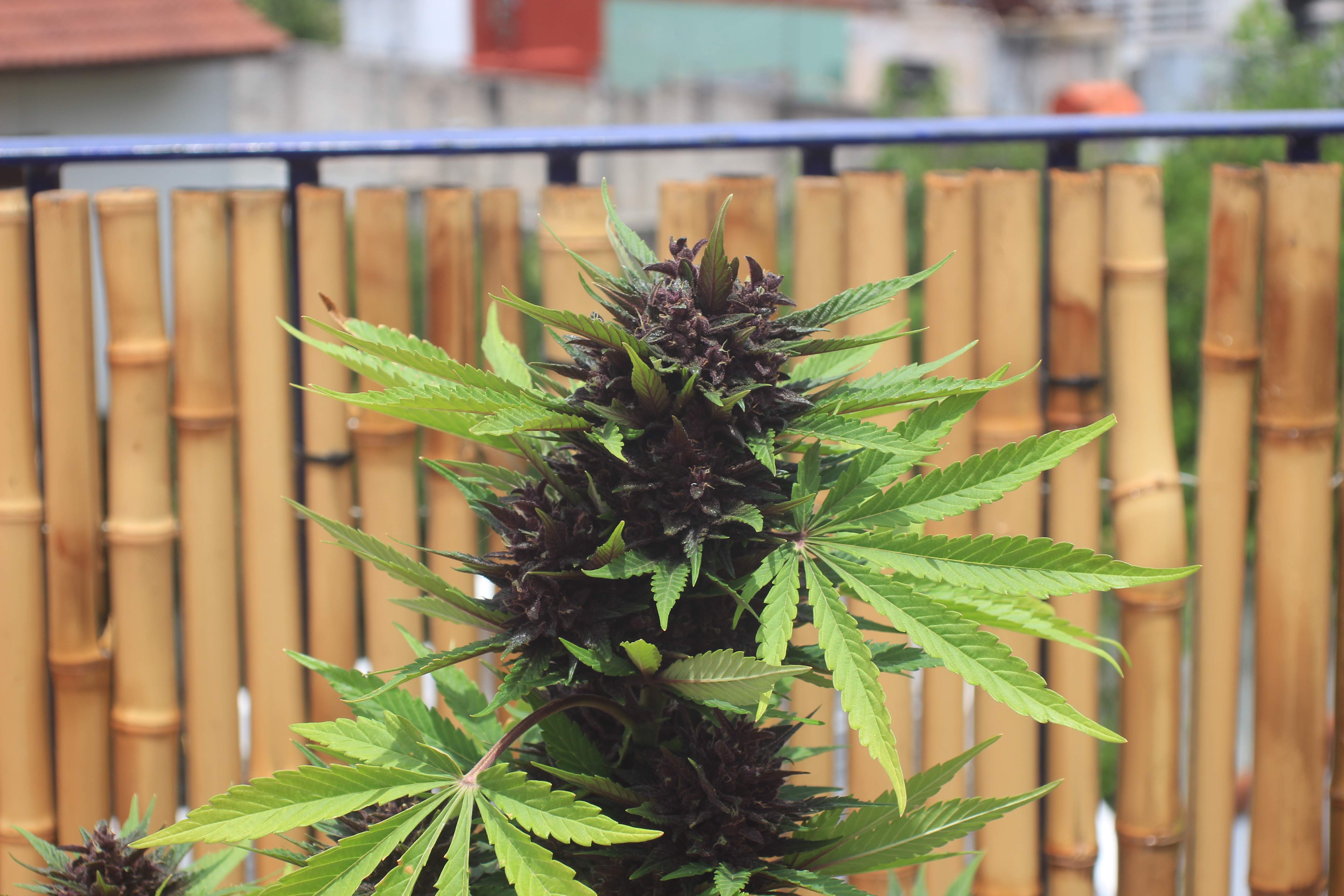White Label Purple Bud Automatic grow diary (journal) week11 by Frondosarecords GrowDiaries