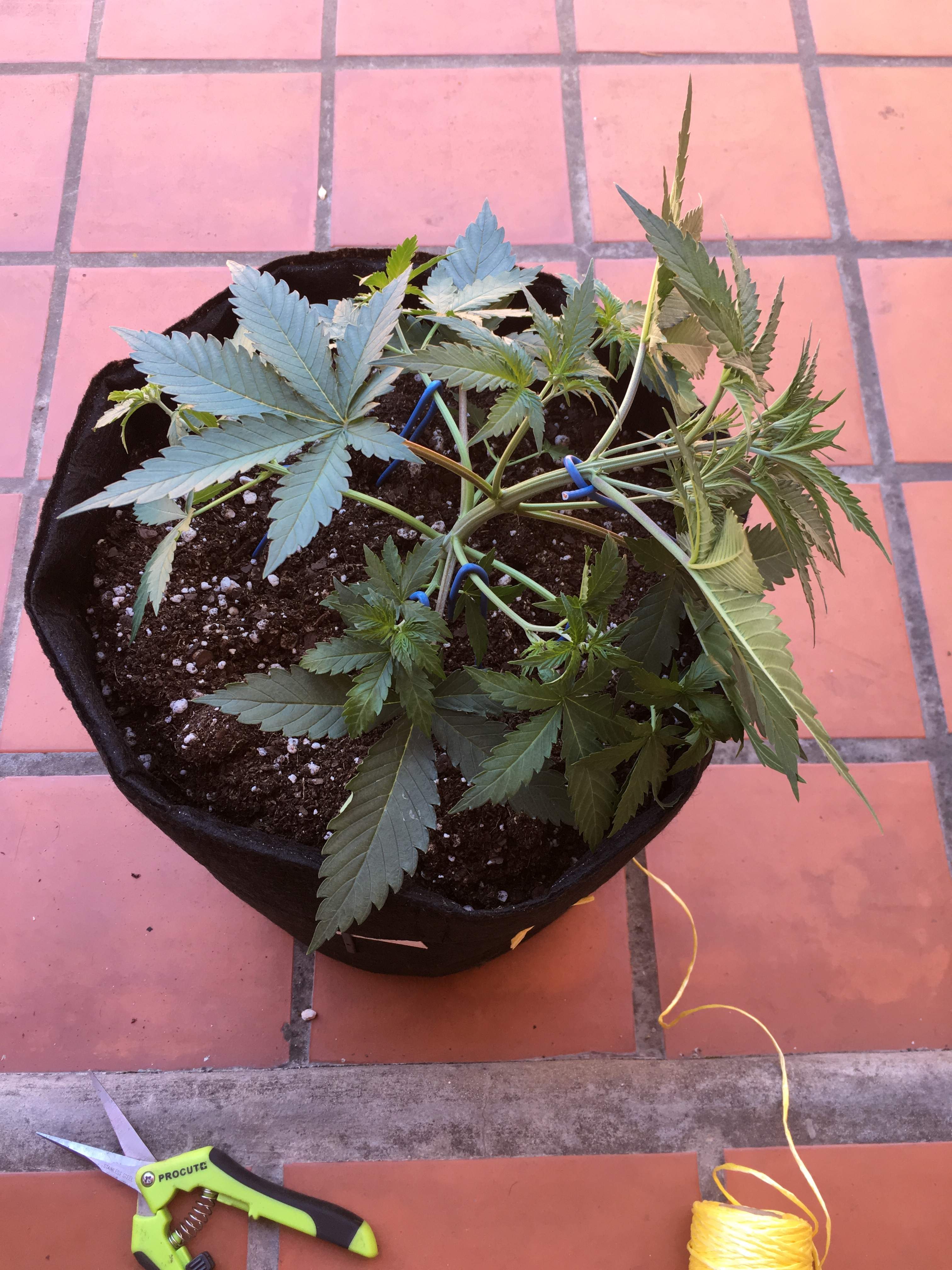 Sweet Seeds Cream Caramel Auto® 2 grow diary (journal) week3 by