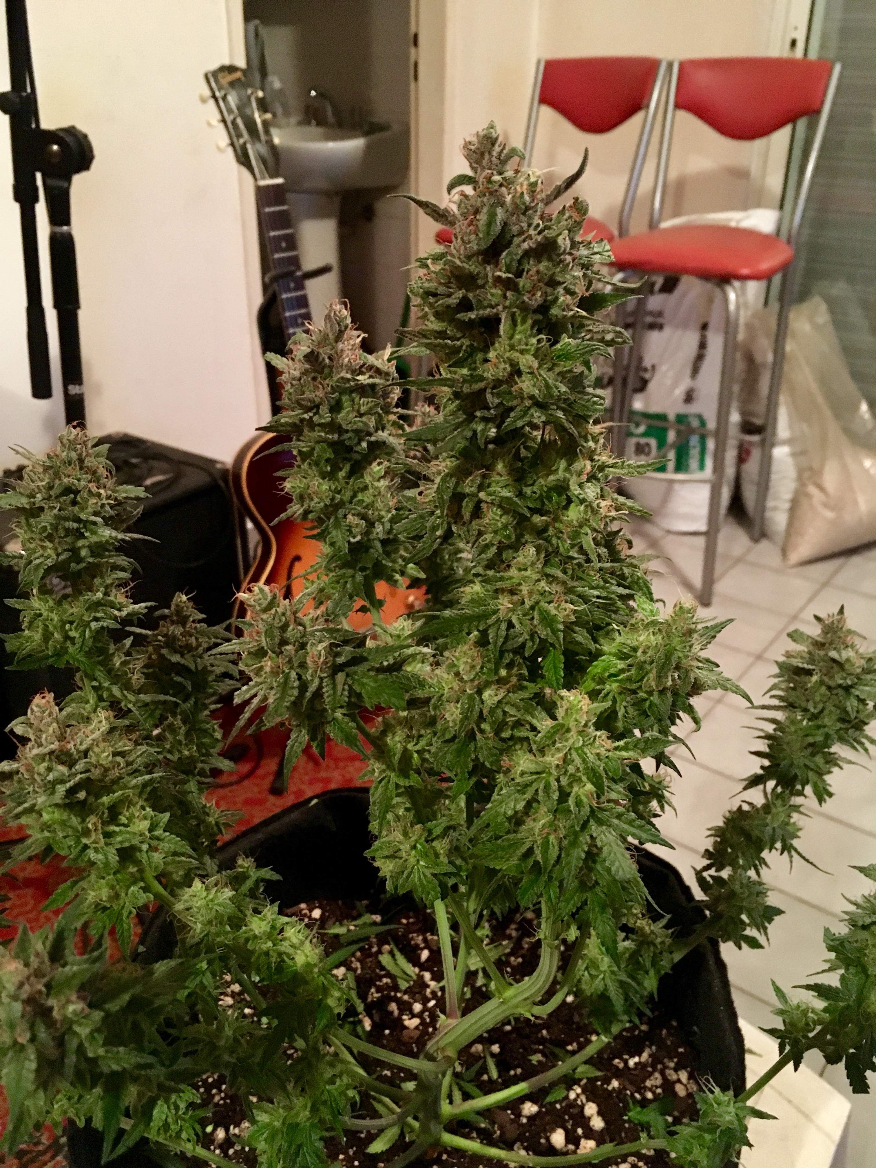 Sweet Seeds Cream Caramel Auto® 2 grow diary (journal) harvest8 by