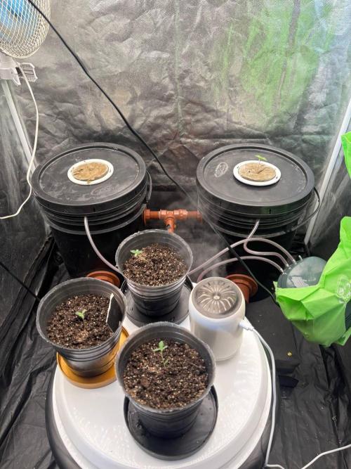 DWC GORILLA COOKIES (FF) By FAST BUDS.. Week 0 - about 10 days later from germination, they werent touching water with their root