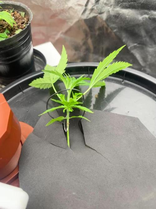 DWC GORILLA COOKIES (FF) By FAST BUDS.