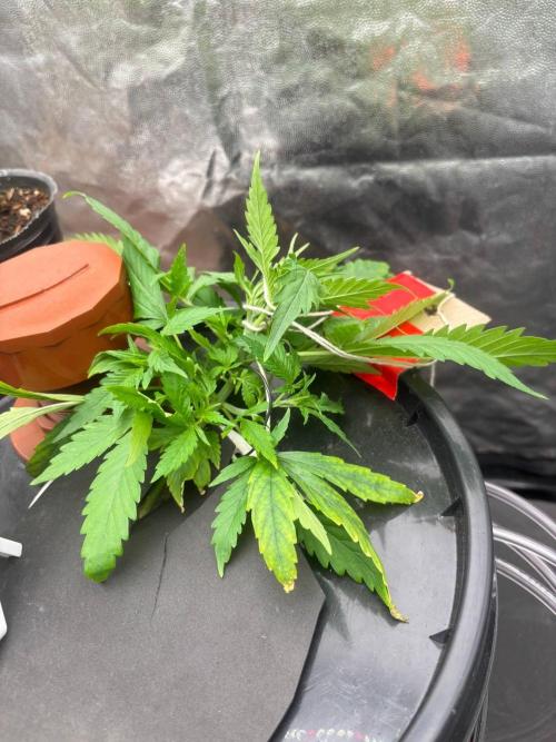 DWC GORILLA COOKIES (FF) By FAST BUDS.. Week 3