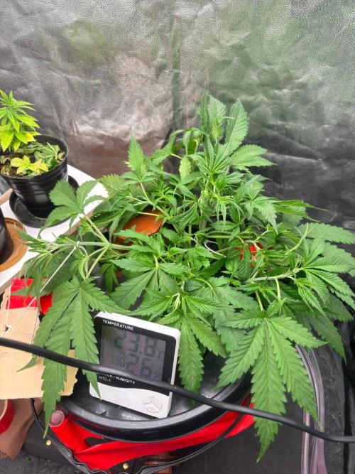 DWC GORILLA COOKIES (FF) By FAST BUDS.. Week 4