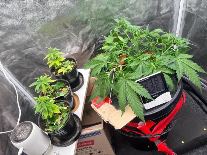 DWC GORILLA COOKIES (FF) By FAST BUDS.. Week 4