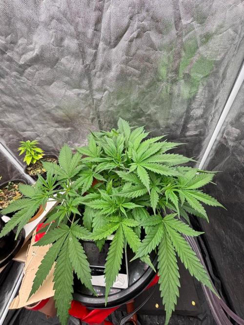 DWC GORILLA COOKIES (FF) By FAST BUDS.. Week 4