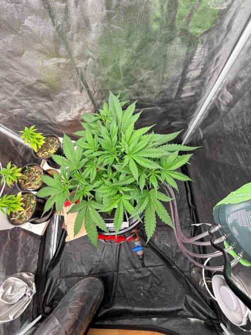 DWC GORILLA COOKIES (FF) By FAST BUDS.. Week 5