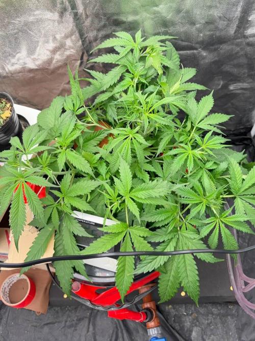 DWC GORILLA COOKIES (FF) By FAST BUDS.. Week 5