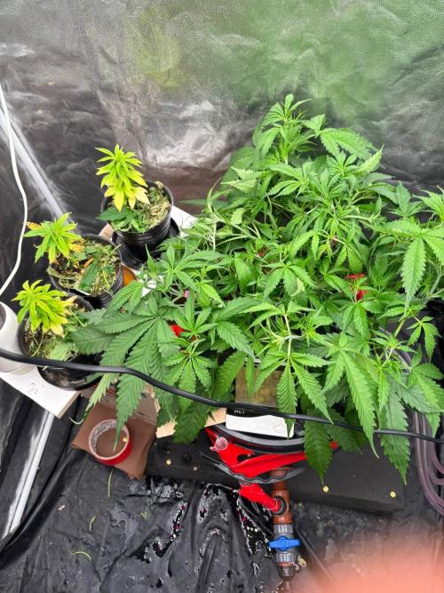 DWC GORILLA COOKIES (FF) By FAST BUDS.. Week 5