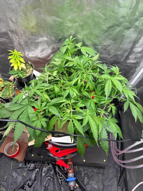 DWC GORILLA COOKIES (FF) By FAST BUDS.. Week 5