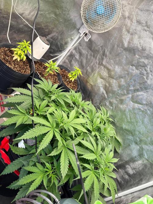 DWC GORILLA COOKIES (FF) By FAST BUDS.. Week 5