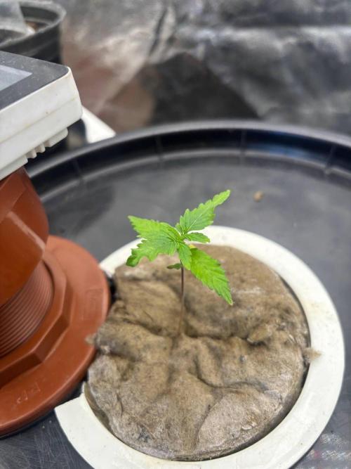 DWC GORILLA COOKIES (FF) By FAST BUDS.. Week 2