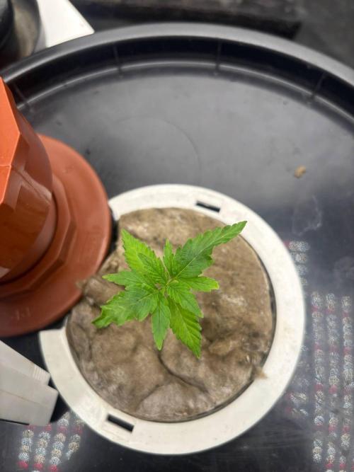 DWC GORILLA COOKIES (FF) By FAST BUDS.. Week 2