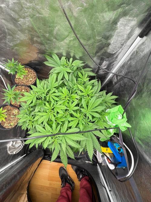 DWC GORILLA COOKIES (FF) By FAST BUDS.. Week 6