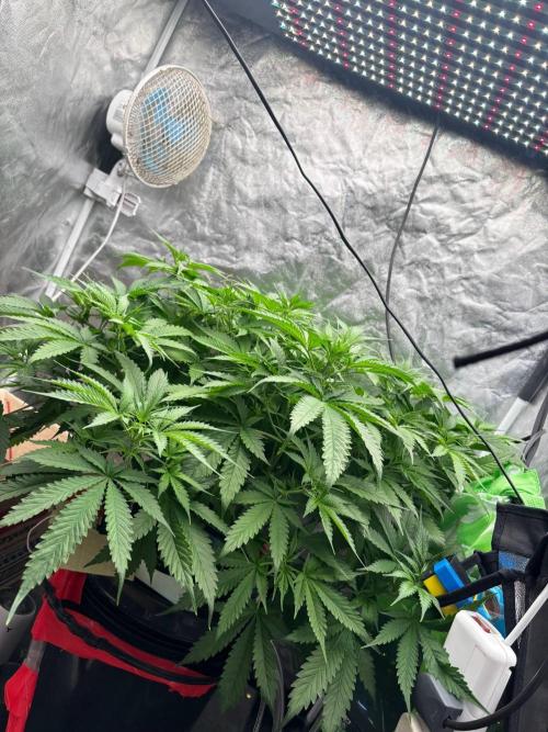 DWC GORILLA COOKIES (FF) By FAST BUDS.. Week 6