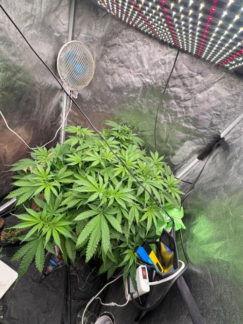 DWC GORILLA COOKIES (FF) By FAST BUDS.. Week 6