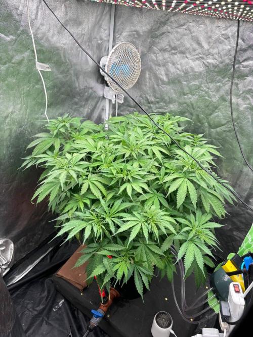 DWC GORILLA COOKIES (FF) By FAST BUDS.. Week 6