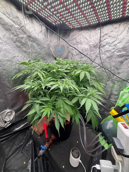 DWC GORILLA COOKIES (FF) By FAST BUDS.. Week 6