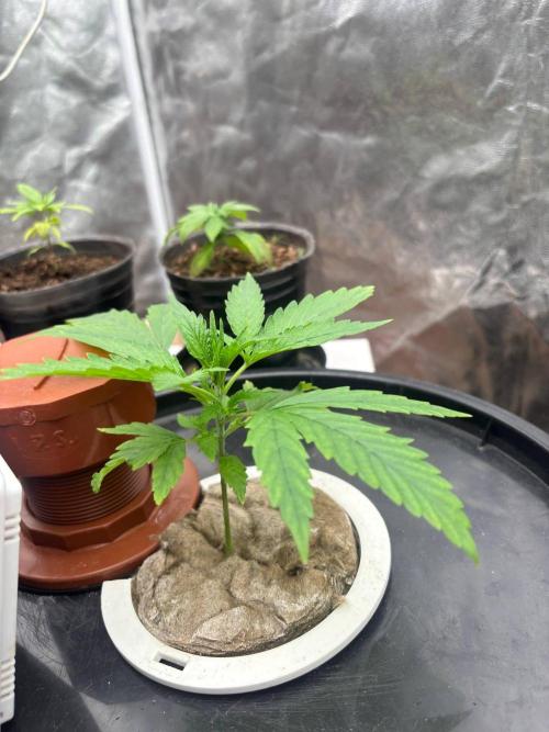 DWC GORILLA COOKIES (FF) By FAST BUDS.. Week 2