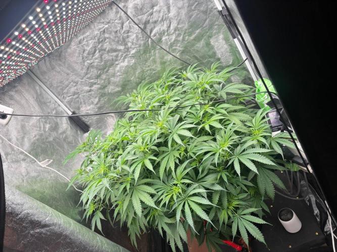 DWC GORILLA COOKIES (FF) By FAST BUDS.. Week 7