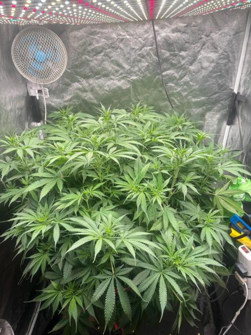 DWC GORILLA COOKIES (FF) By FAST BUDS.. Week 7