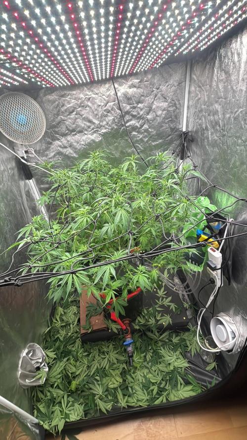 DWC GORILLA COOKIES (FF) By FAST BUDS.. Week 8