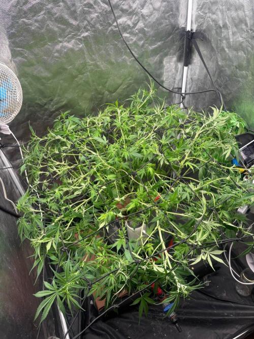 DWC GORILLA COOKIES (FF) By FAST BUDS.. Week 8