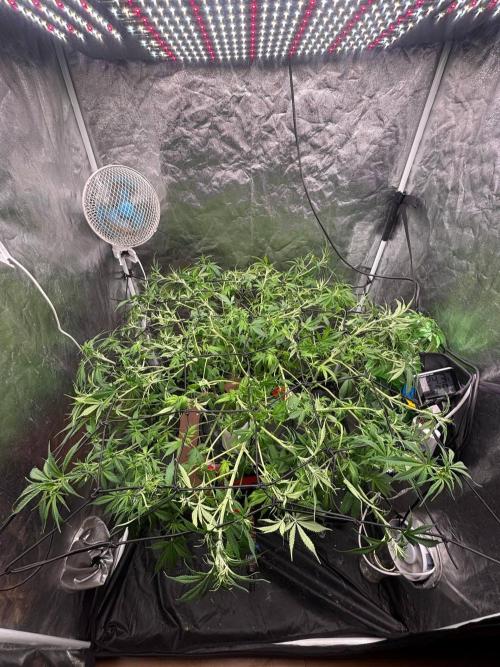 DWC GORILLA COOKIES (FF) By FAST BUDS.. Week 8
