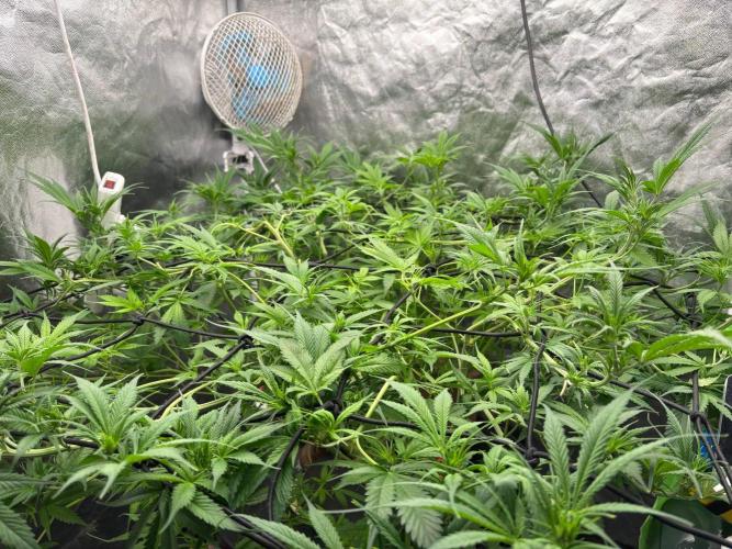 DWC GORILLA COOKIES (FF) By FAST BUDS.. Week 8