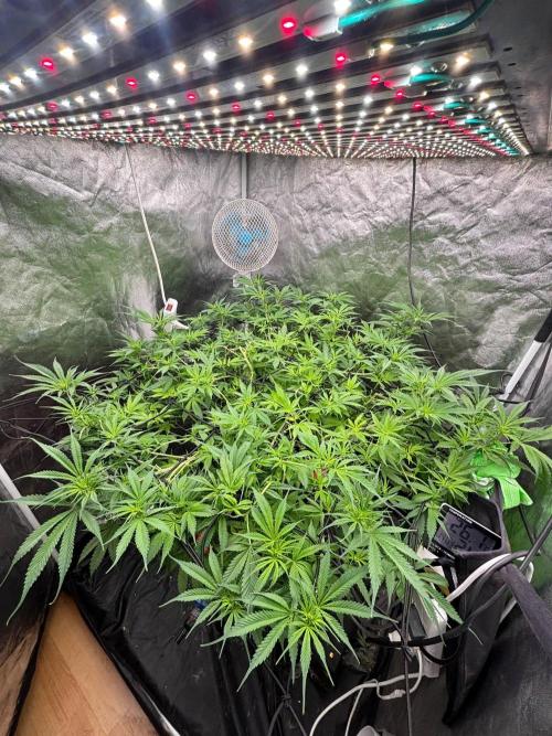 DWC GORILLA COOKIES (FF) By FAST BUDS.. Week 8