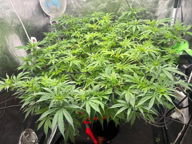 DWC GORILLA COOKIES (FF) By FAST BUDS.. Week 8