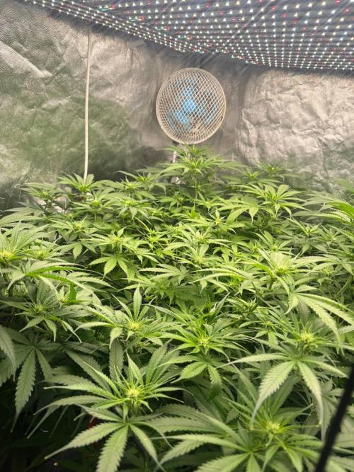 DWC GORILLA COOKIES (FF) By FAST BUDS.. Week 10