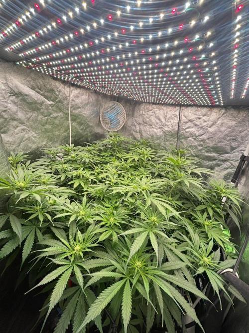 DWC GORILLA COOKIES (FF) By FAST BUDS.. Week 10