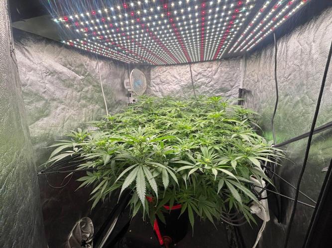 DWC GORILLA COOKIES (FF) By FAST BUDS.. Week 10