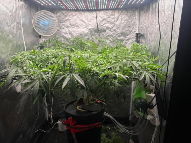 DWC GORILLA COOKIES (FF) By FAST BUDS.. Week 10