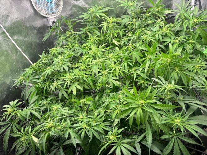 DWC GORILLA COOKIES (FF) By FAST BUDS.. Week 10