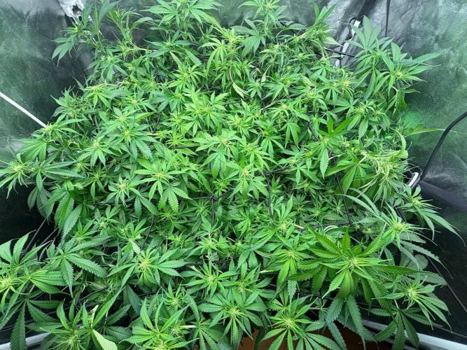DWC GORILLA COOKIES (FF) By FAST BUDS.. Week 10