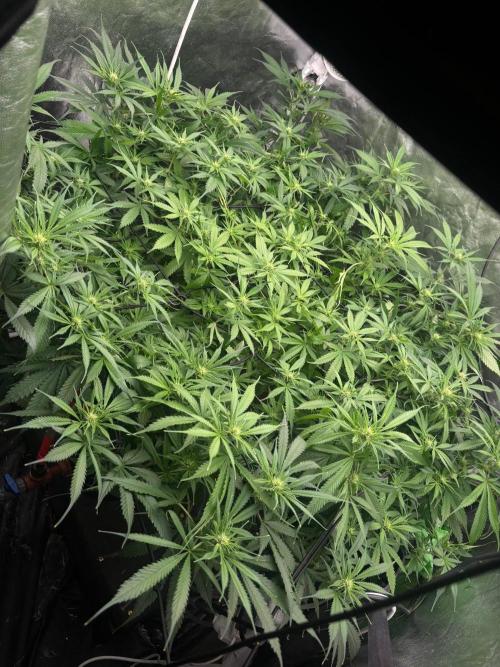 DWC GORILLA COOKIES (FF) By FAST BUDS.. Week 10