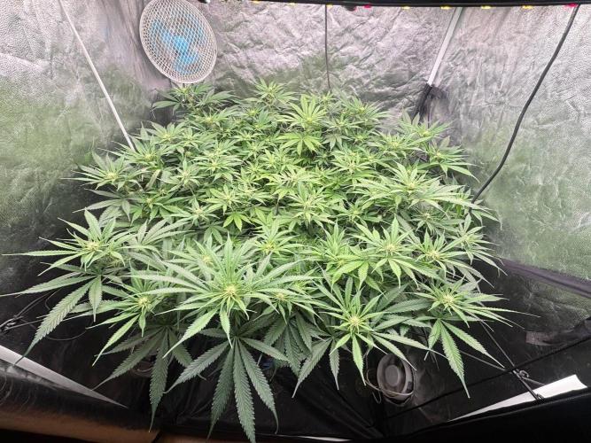 DWC GORILLA COOKIES (FF) By FAST BUDS.. Week 10