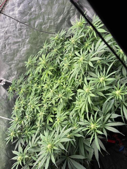DWC GORILLA COOKIES (FF) By FAST BUDS.. Week 10