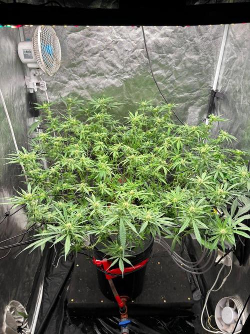 DWC GORILLA COOKIES (FF) By FAST BUDS.. Week 10