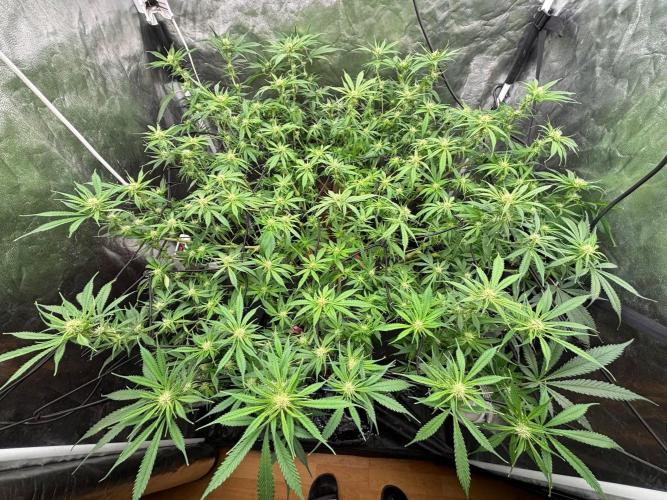 DWC GORILLA COOKIES (FF) By FAST BUDS.. Week 10