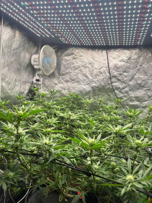 DWC GORILLA COOKIES (FF) By FAST BUDS.. Week 10